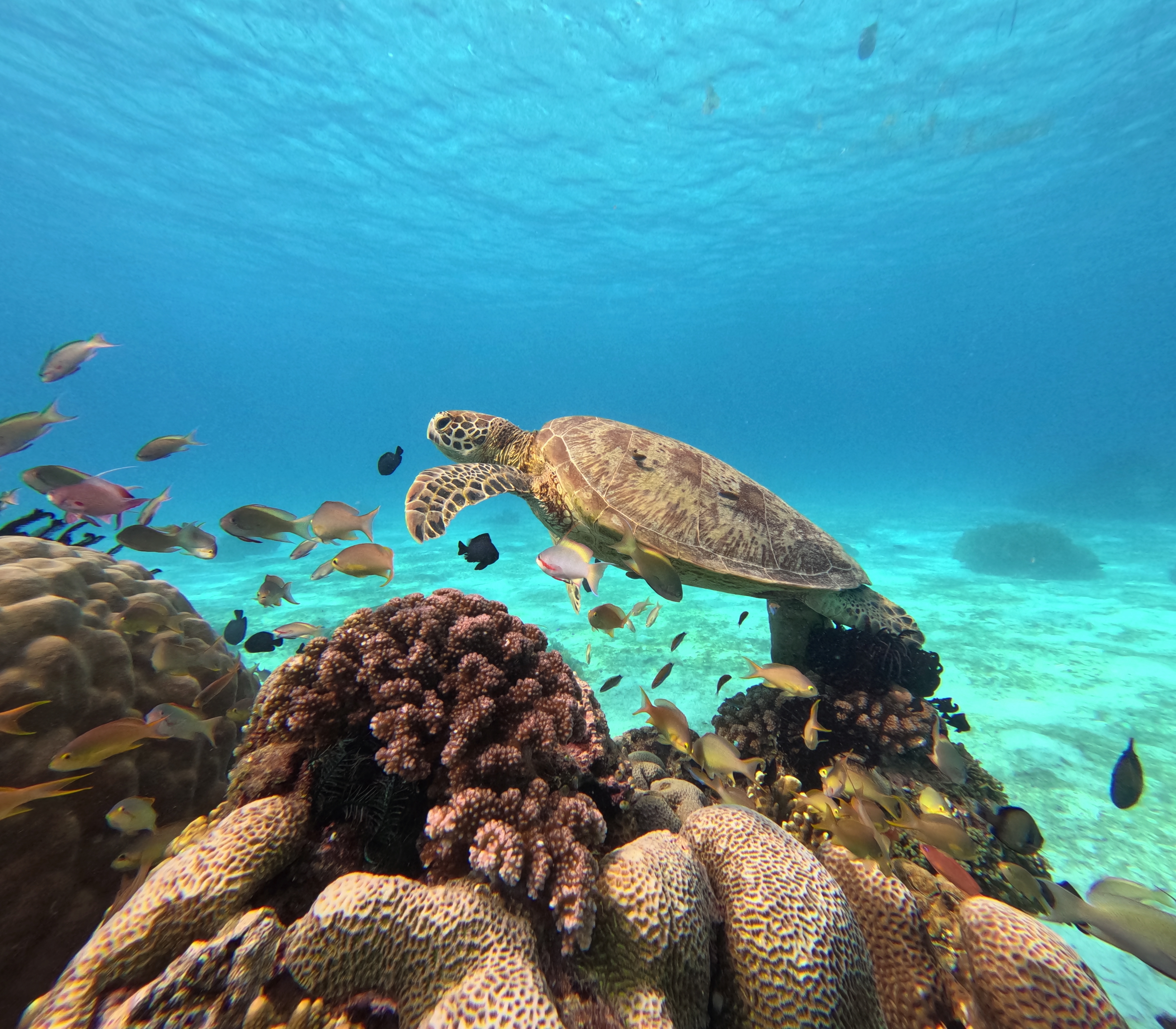 프리미엄발리카삭팩